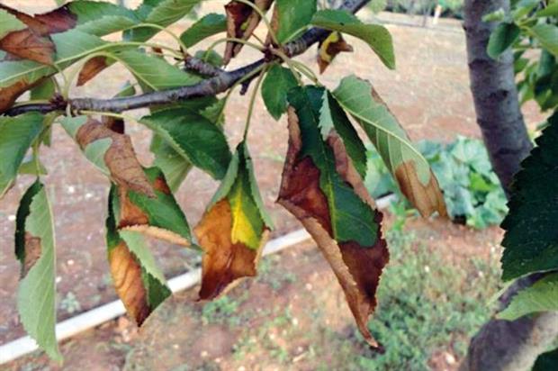 xylella